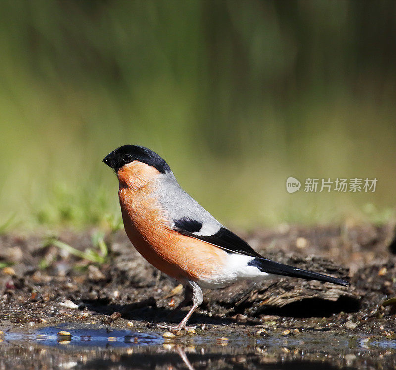 欧亚红腹灰雀(Pyrrhula Pyrrhula)雄性饮酒